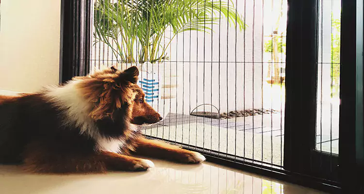 Sliding Screen Pet Door Repair in Opa-locka, FL
