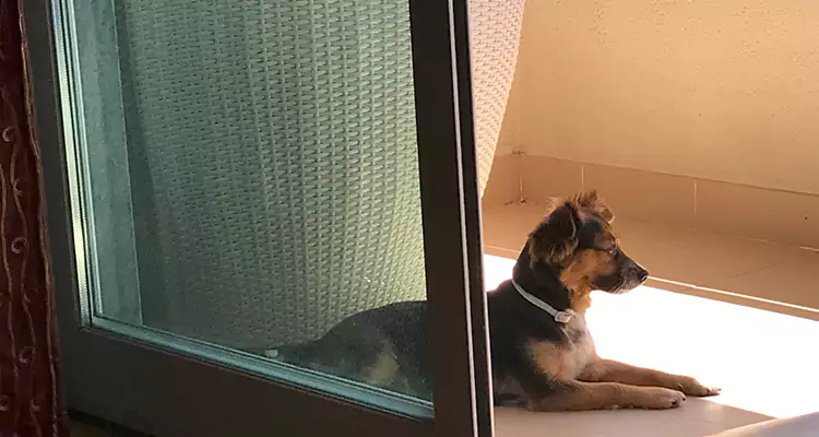 French Door Pet Screen Repair in Opa-locka, FL